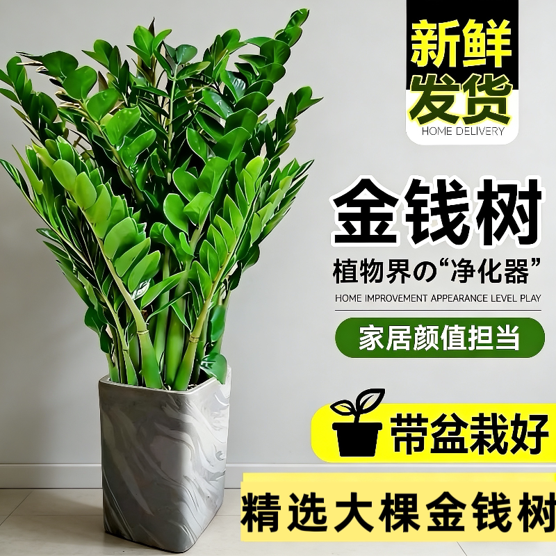 金钱树盆栽植物室内花卉客厅四季常青好养耐阴绿植摇钱串子发财树