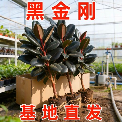 黑金刚橡皮树大型盆栽植物造型室内客厅老桩造型净化空气好养绿植