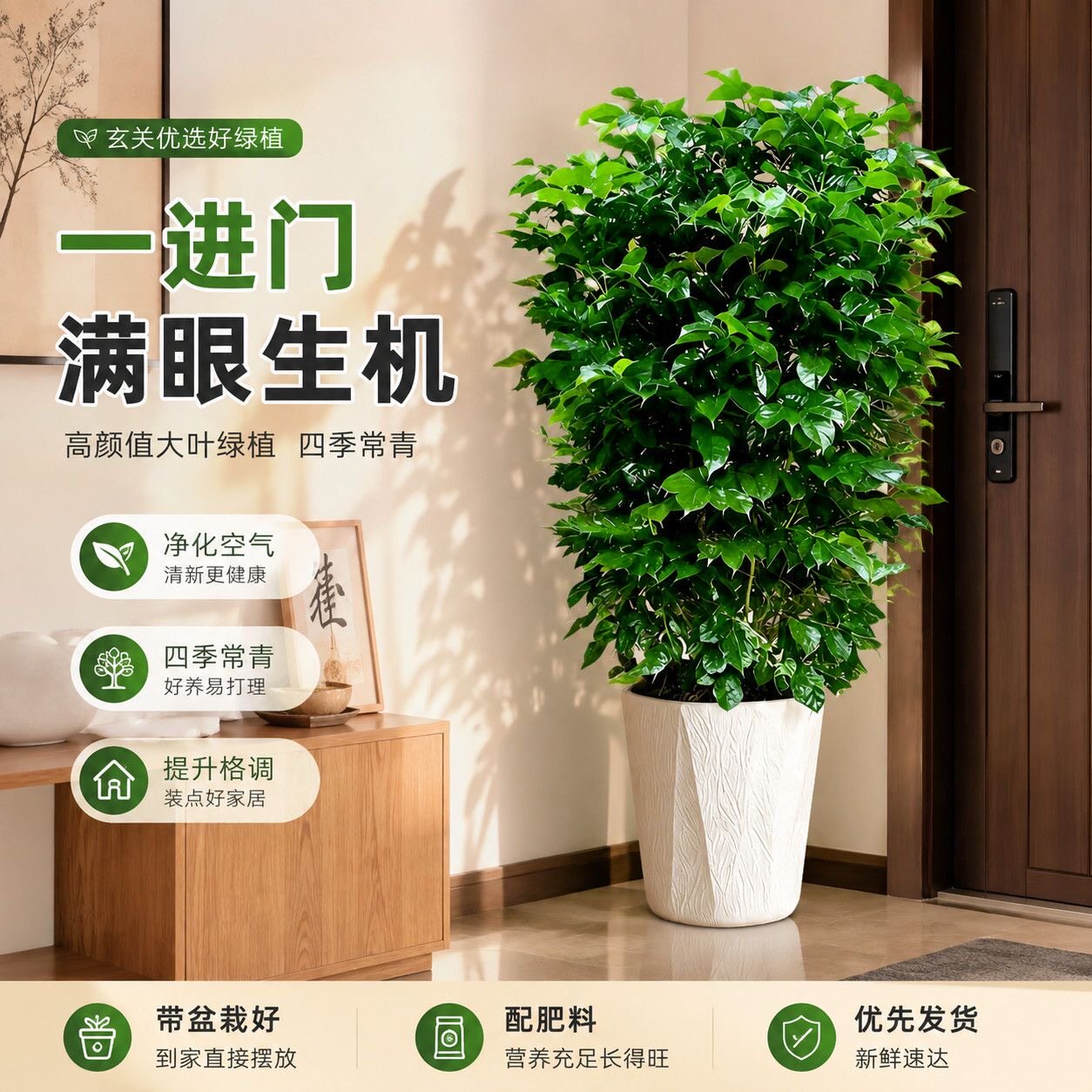幸福树盆栽室内客厅办公室花卉植物送礼开业净化空气观叶绿植盆景