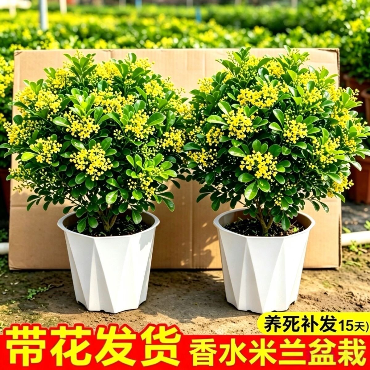 米兰盆栽带花苞开花浓香清香木花卉植物四季常青净化空气花园绿植