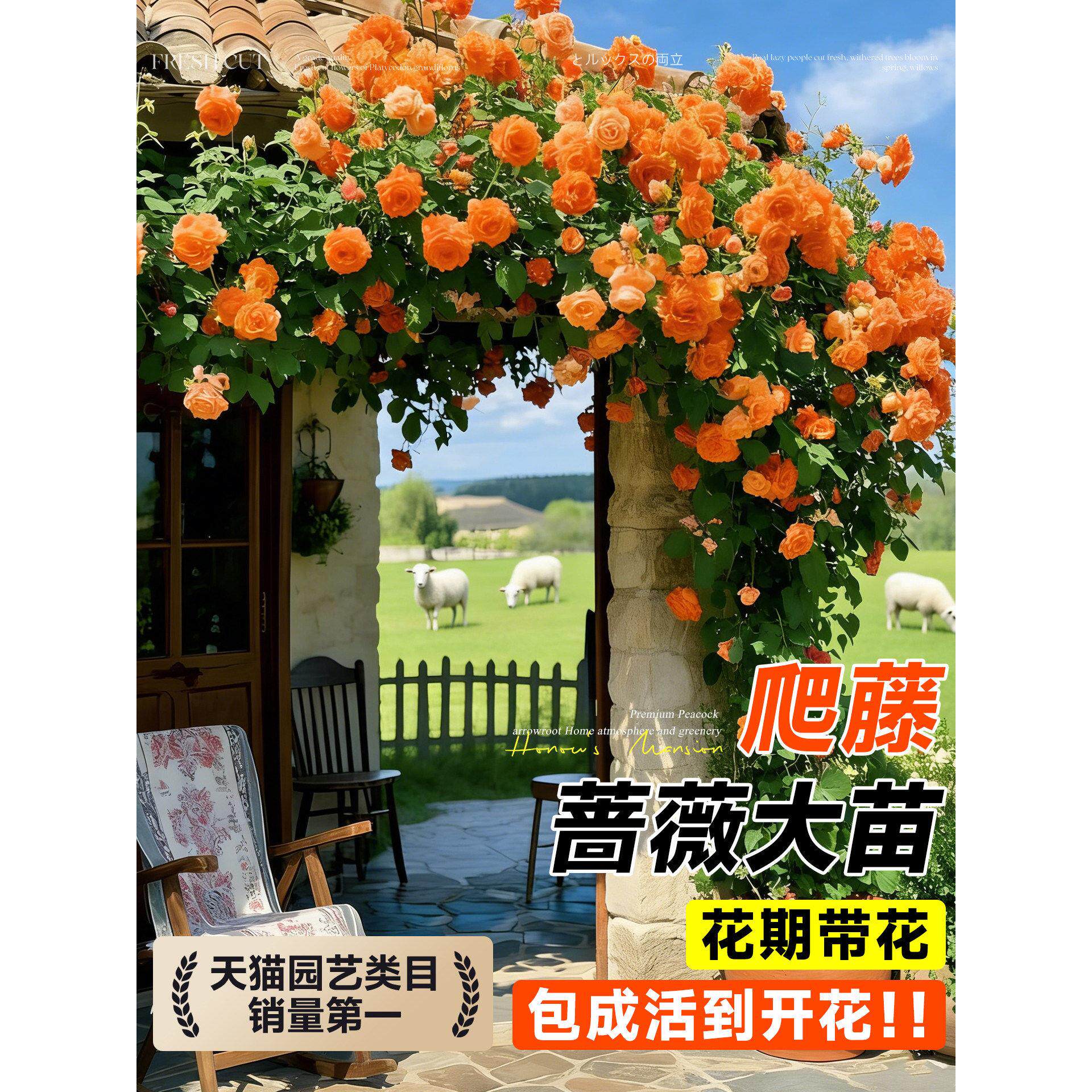 蔷薇花苗藤本月季特大花树庭院爬藤植物花卉盆栽阳台玫瑰四季花卉