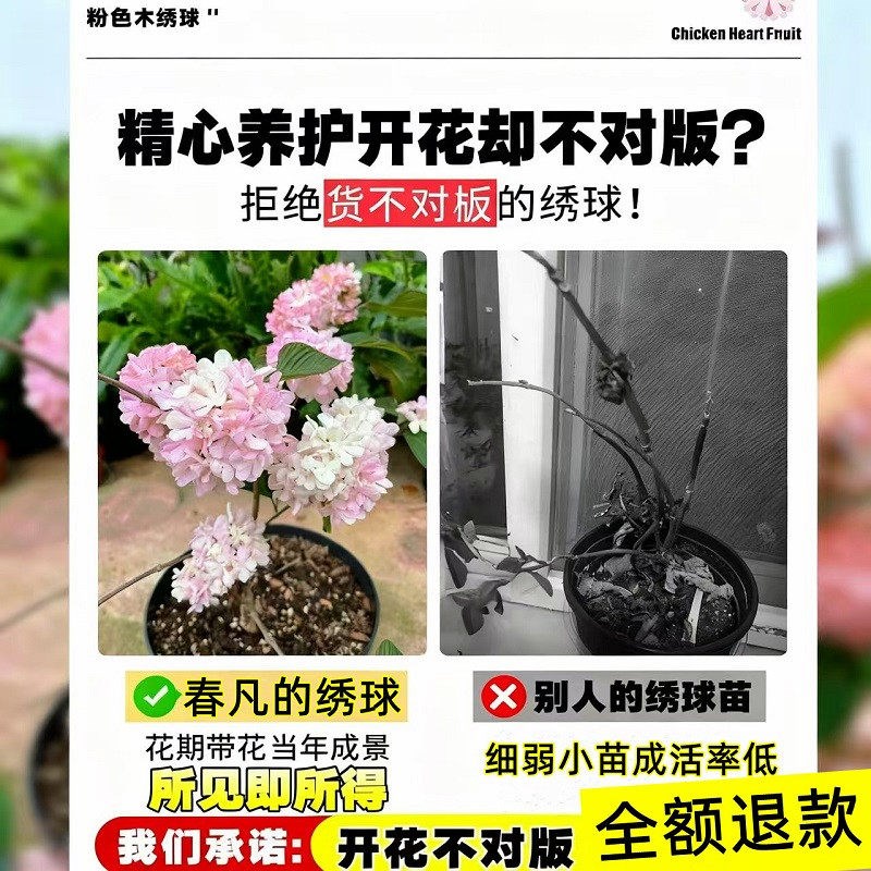 粉色玫瑰达人中华木绣球花树苗木本绣球树大花斗球耐寒耐寒好养活