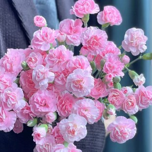 单头红粉康乃馨多头康乃馨鲜切花云南鲜花基地直发家用母亲节花束