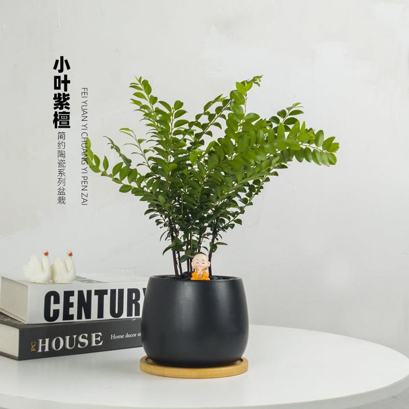 小叶紫檀盆栽办公室桌面花卉室内黑骨茶盆景植物树苗四季常青绿