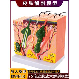 立体皮肤组织结构层次放大解剖模型医教学头皮毛发生理结构图模块