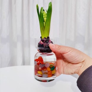 风信子水养花瓶风信子水培器皿玻璃瓶子风信子种球养殖瓶催芽瓶子