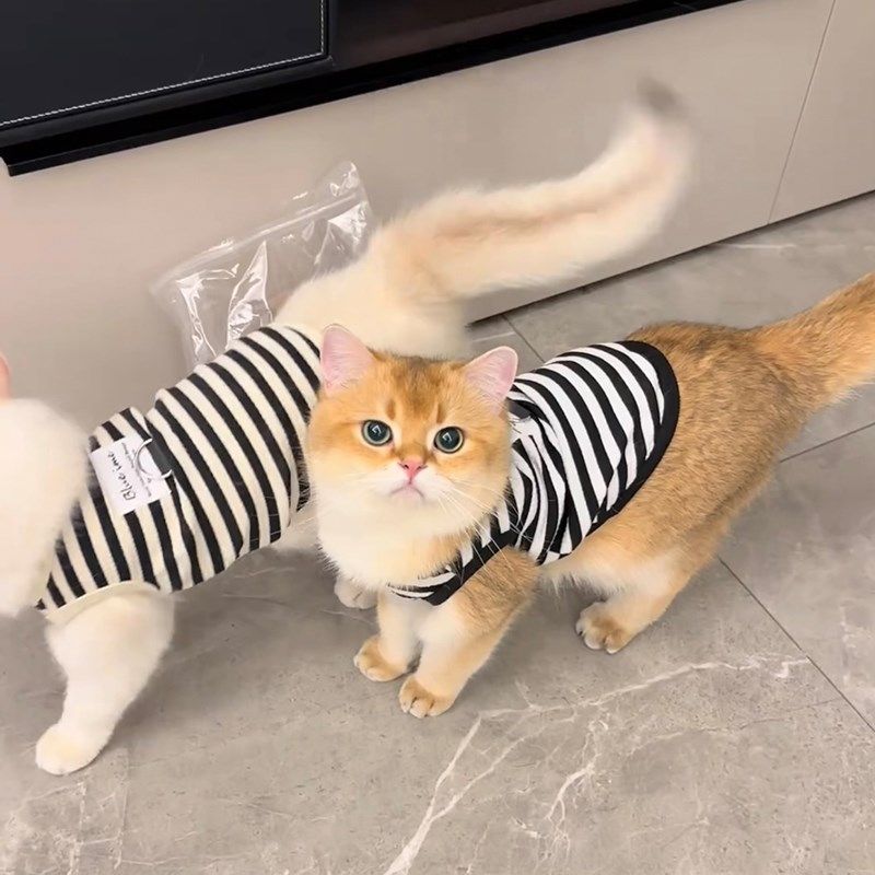 猫咪夏天衣服防掉毛带牵引环金银渐层布偶猫英短宠物夏季薄款背心,宠物/宠物食品及用品,狗宠物服装/雨衣,淘宝优惠券,粉丝福利购,淘宝优惠卷