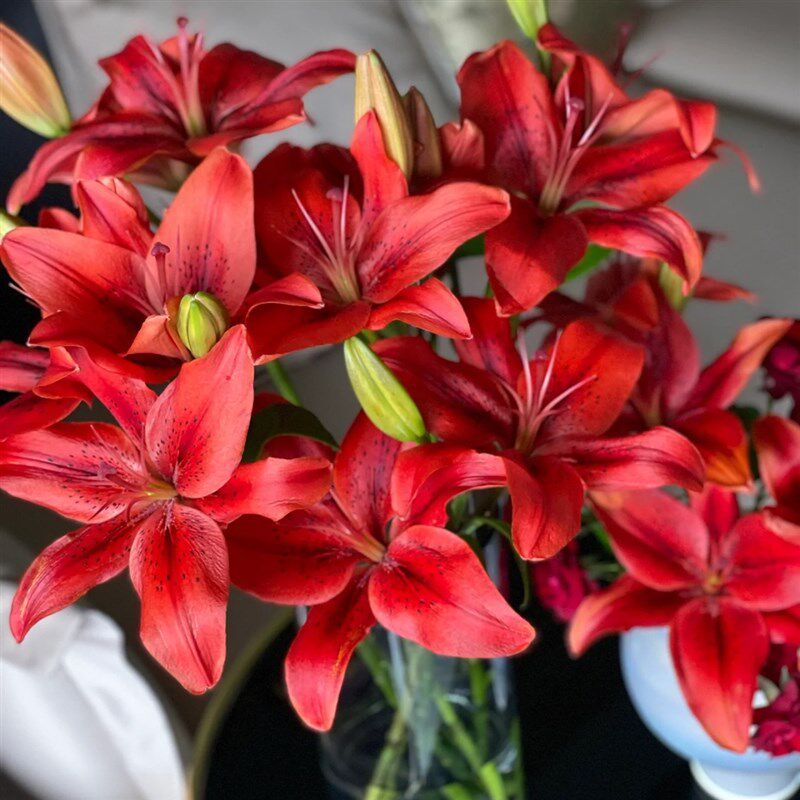 稀有无香亚百合红宝石鲜切花室内水养云南基地直发昆明鲜花束真花