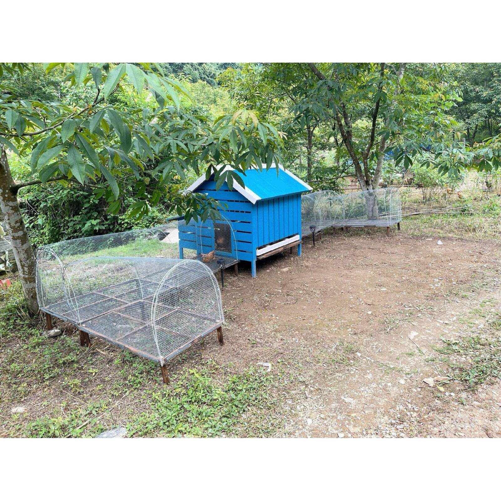 农场养鸡笼养殖笼幼儿园户外鸡舍走地鸡笼跑道笼隧道笼兔笼木鸡窝