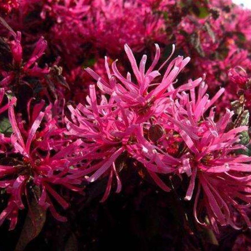 大型红继木 红花继木球 庭院花园公园灌木绿植花卉工程苗木