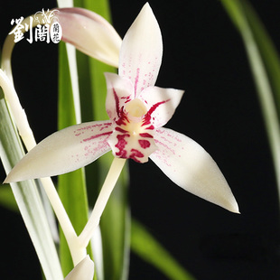 刘阁兰花苗 四季建兰白花彩心云卉 夏带花苞出售室内好养花卉盆栽