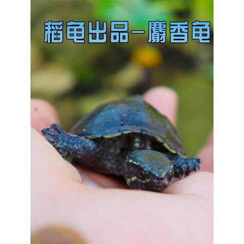 外塘观赏麝香龟苗活体蛋龟深水龟乌龟宠物迷你活物观赏龟好养可爱