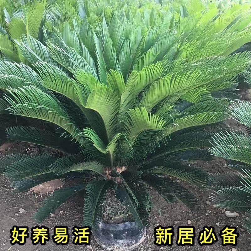铁树盆栽室内外客厅四季常青耐寒大盆景苏铁庭院别墅工程绿化之满