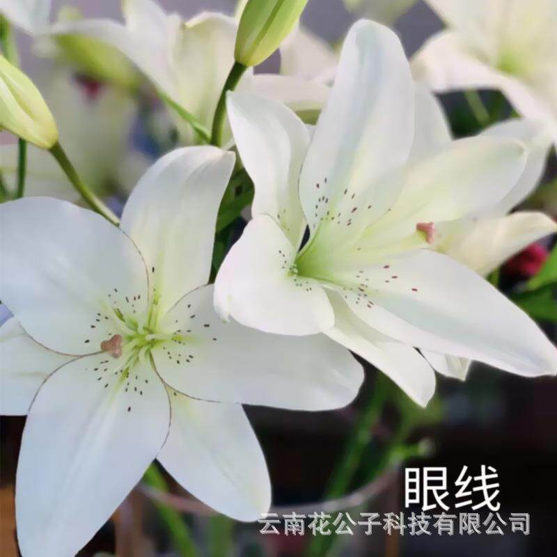 亚百合云南昆明鲜花亚百眼线铁炮百合鲜花斗南基地无香
