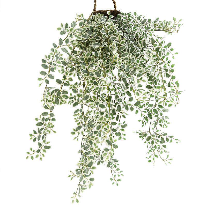 瓜子叶藤防真藤蔓花藤吊篮悬挂室内盆栽藤条装饰植物吊花小壁挂墙