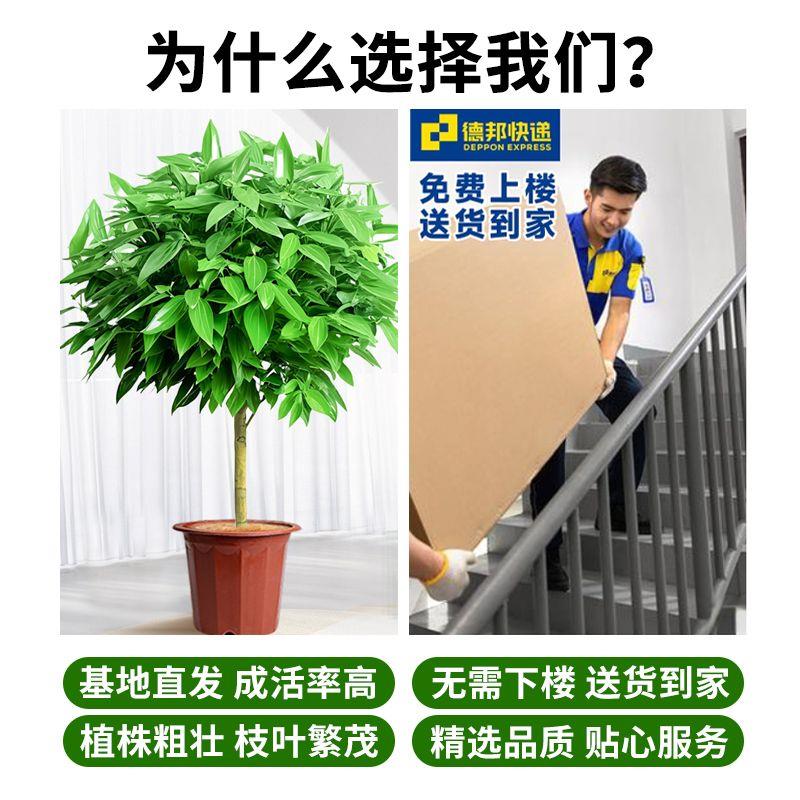 平安树盆栽室内客厅大型绿植新空气植物办公室四季观赏盆景苗常青