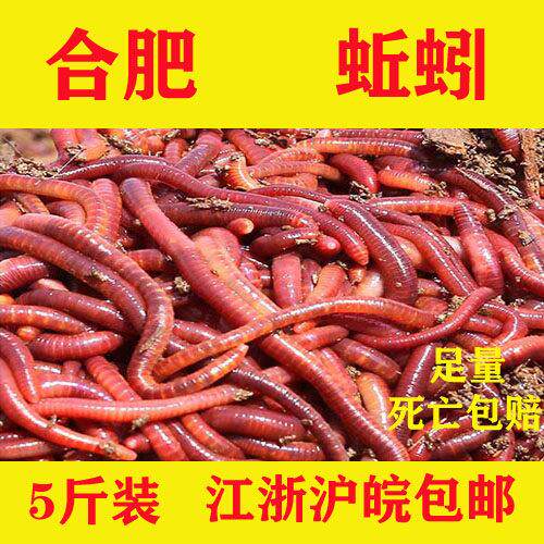 蚯蚓活体5斤散装鲜活钓鱼鱼饵垂钓饵料 鲫鱼饵龟粮 江浙沪皖包邮