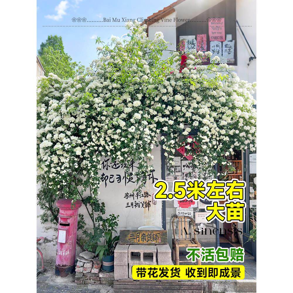 白木香特大苗四季爬藤植物黄红木香花阳台开花无刺蔷薇花盆栽花卉