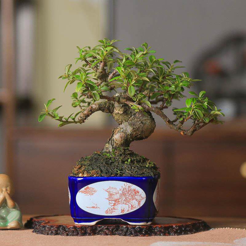 白紫檀荀子白花苏梨木微盆景小品开花挂果矮霸客厅桌面微景观直销
