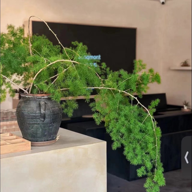 包邮新款庭院卧室花园 观叶植物客厅店铺空间装饰带盆栽好蓬莱松