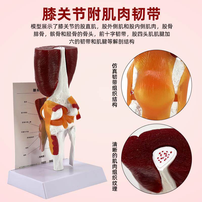 仿真人体肘髋膝肩锁关节神经医学解剖骨骼模型带肌肉韧带膝盖肌腱