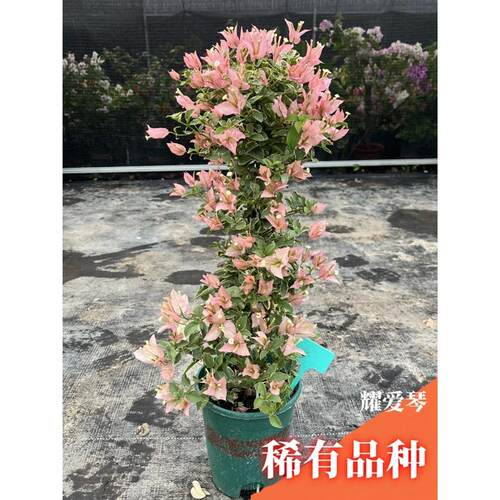 三角梅带花盆栽绿樱爬藤重瓣老桩庭院开花大苗红樱安格斯庭院植物