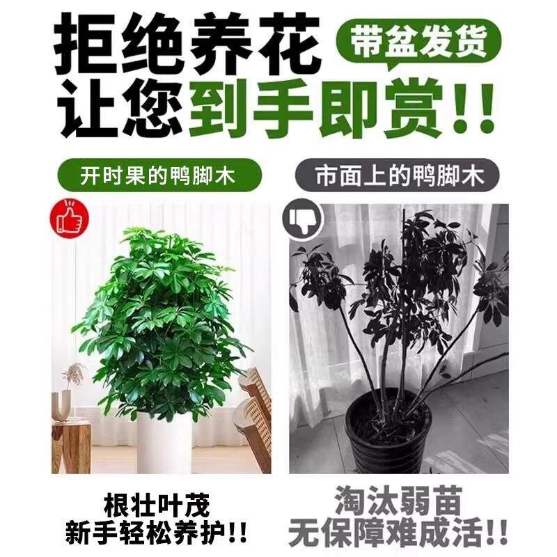 丛生鸭脚木客厅大盆栽鸭掌木鹅掌柴室内乔迁绿植大型四季好养植物