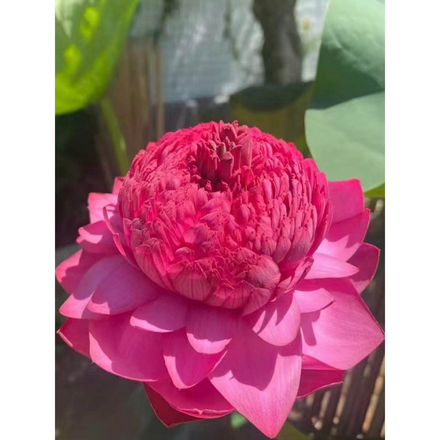 荷花种藕观赏盆栽大型莲花苗缸养莲藕池塘多季大花卉水培碗莲睡莲