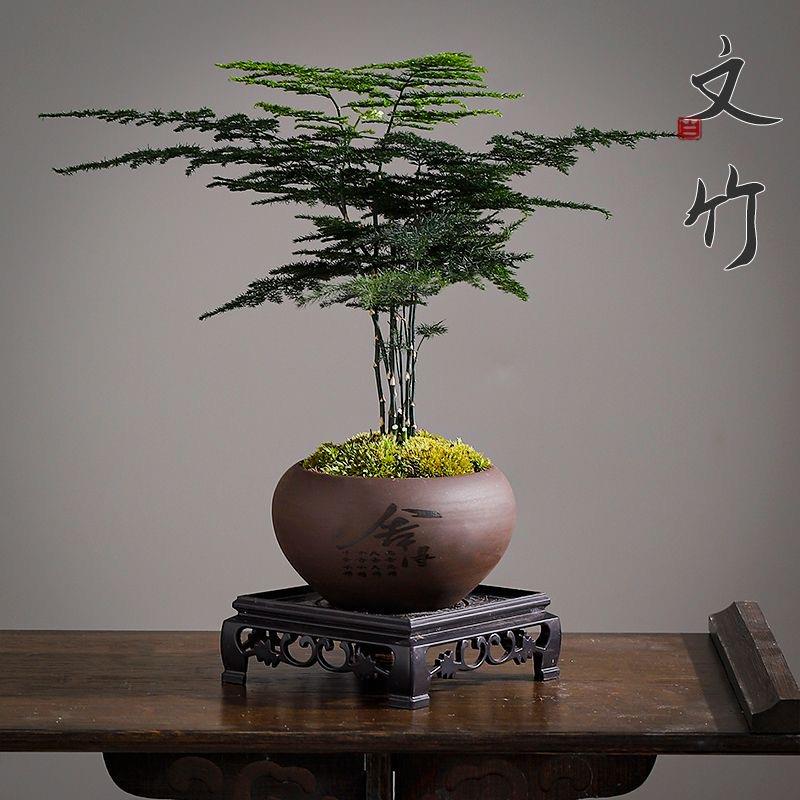文竹盆栽植物室内净化空气办公室绿植花卉盆栽盆景个性小盆栽