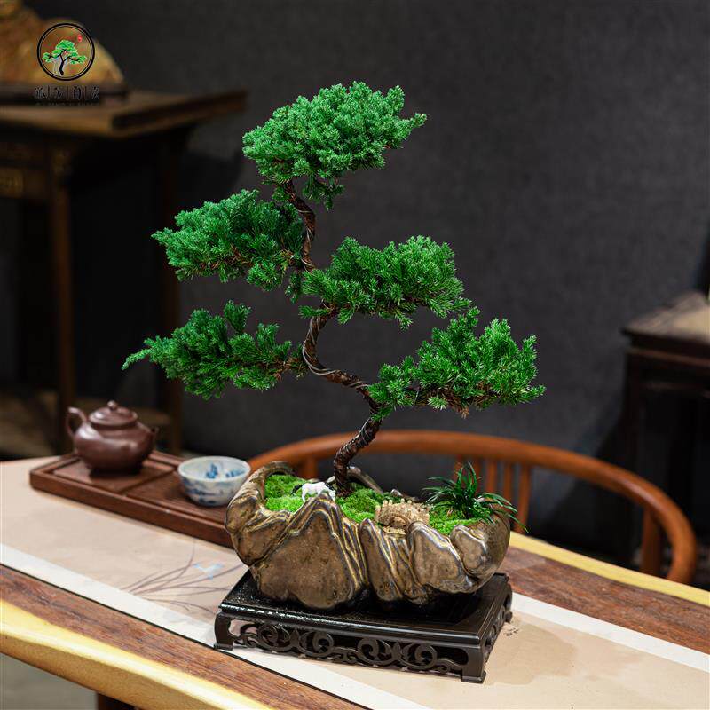 迎客松真柏盆景老桩造型柏树盆栽室内客厅四季常青好养高端植物