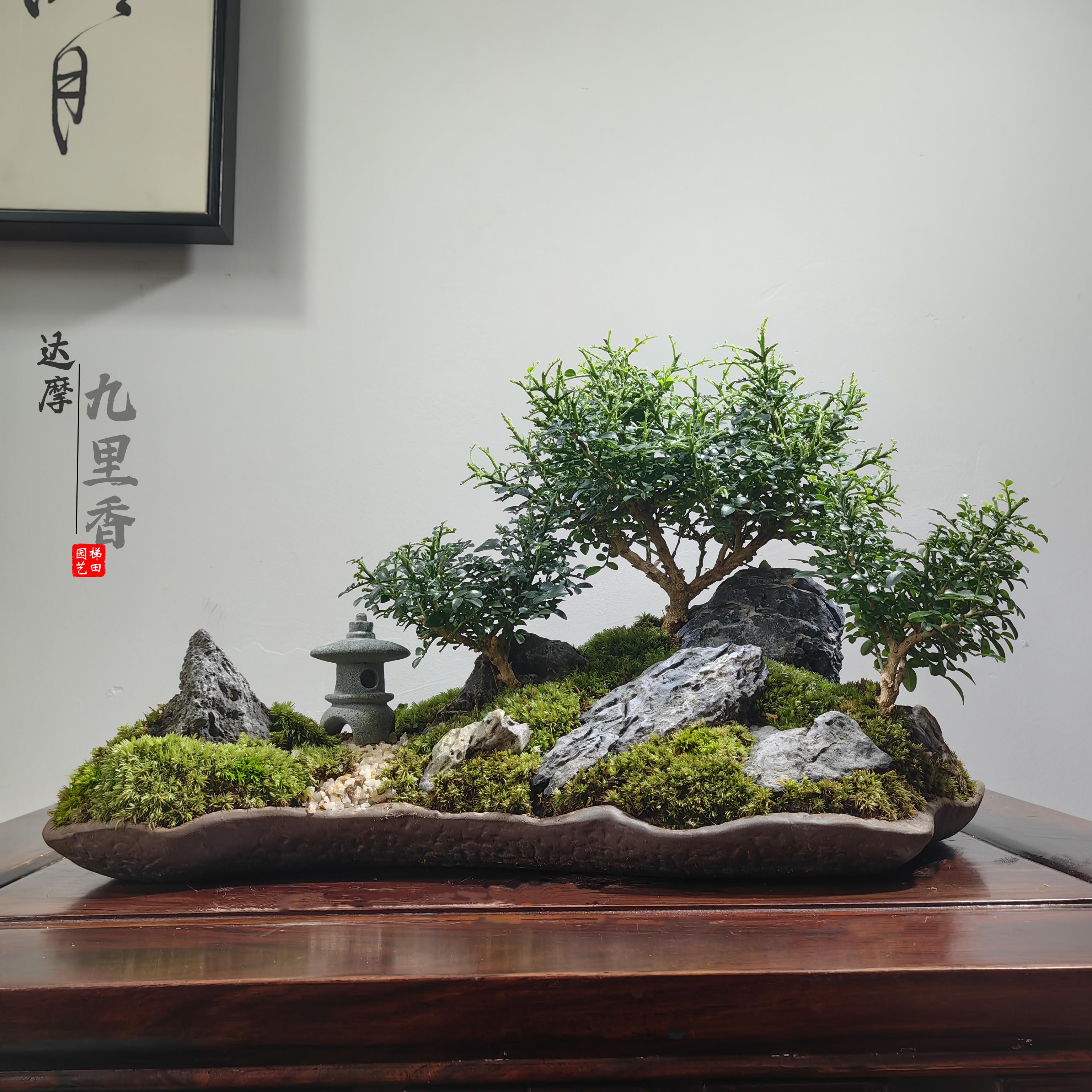 新中式达摩九里香室内生态盆景桌面会客厅门店造景微景观菖蒲盆栽
