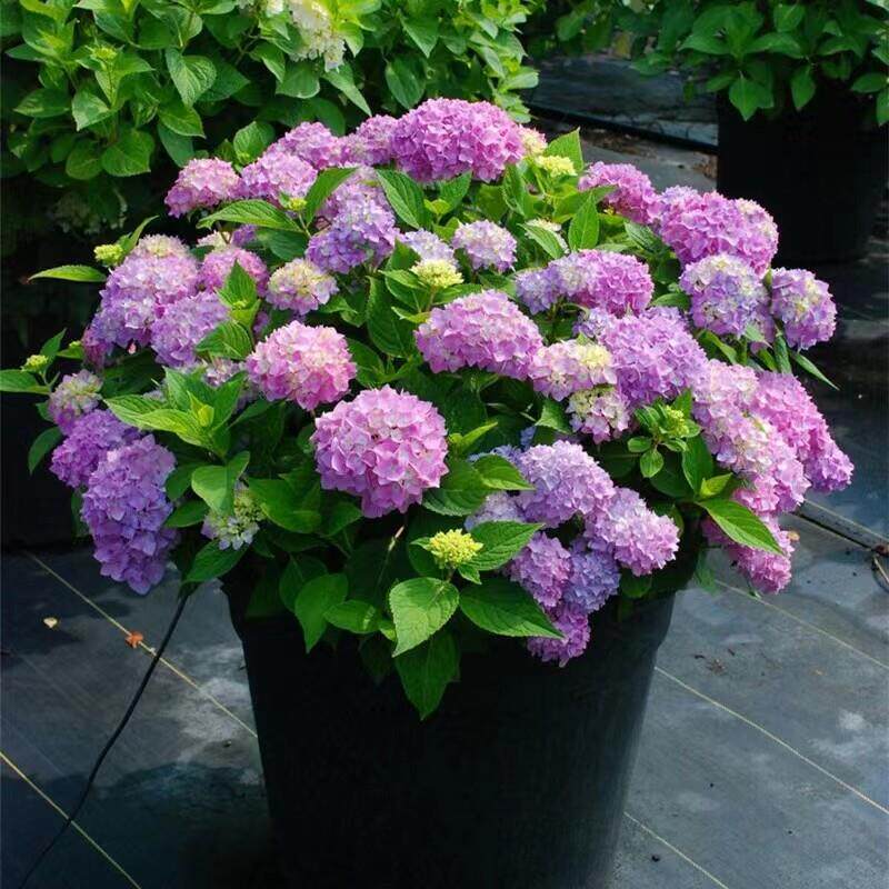 大花无尽夏绣球老桩花苗盆栽阳台室内外庭院八仙花卉浓香植物抗寒