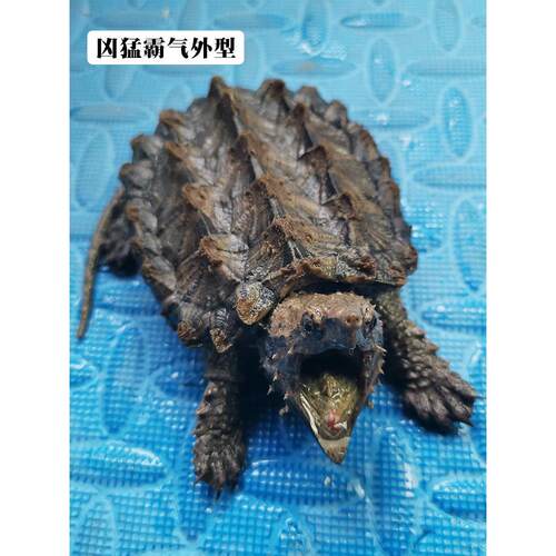男龟蜜原种大鳄龟苗进口钓鱼真鳄龟宠物观赏龟大小佛杂变异大鳄龟
