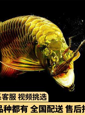 金龙鱼红龙鱼苗活体黄化银龙活鱼幼苗大型龙鱼幼鱼观赏鱼印尼小鱼