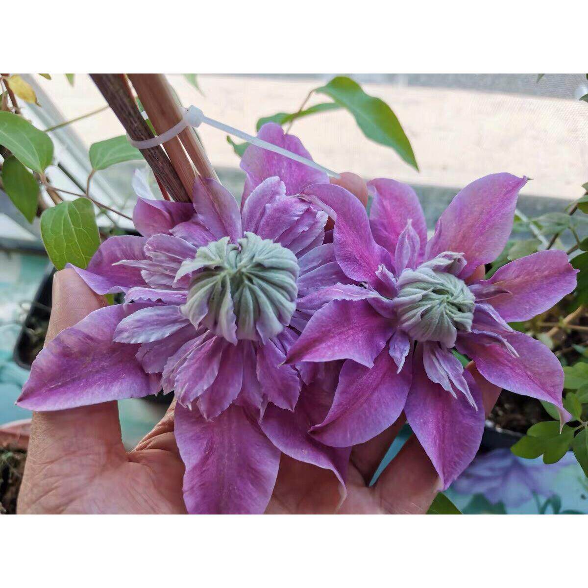 铁线莲系列约瑟芬大苗