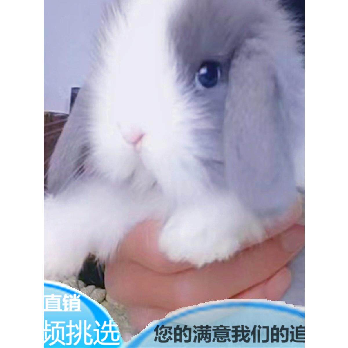 宠物兔子活物进口纯种荷兰垂耳兔活体小体侏儒兔安哥拉道奇猫猫兔