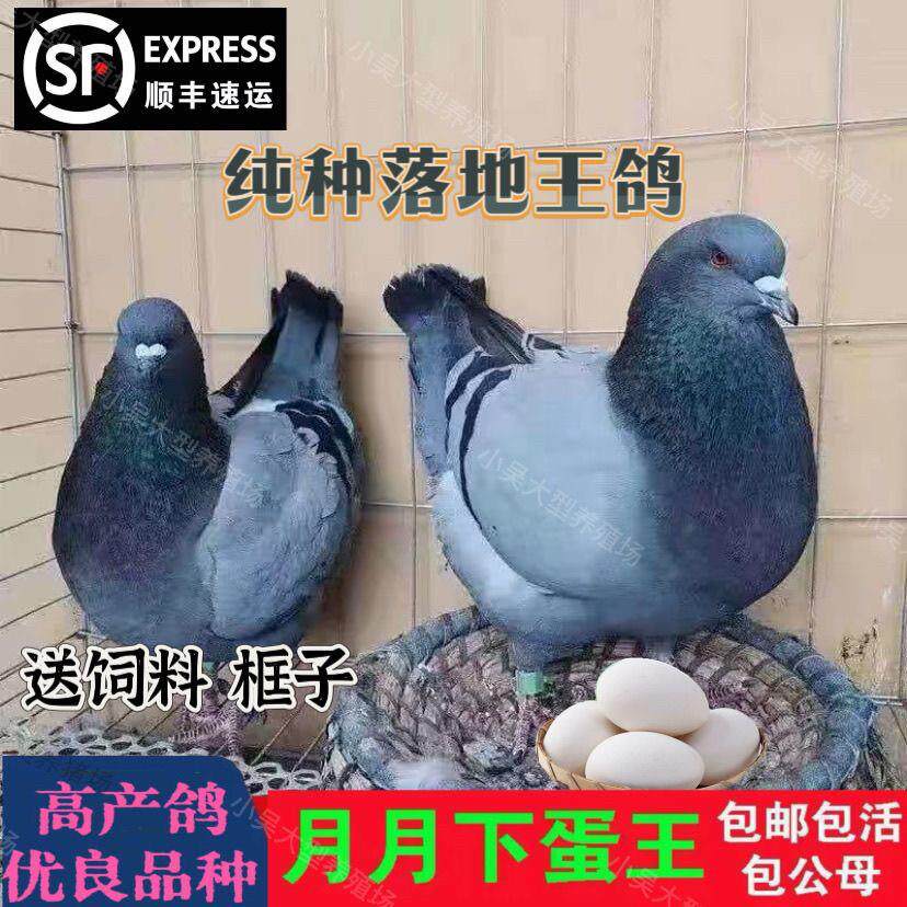 纯种大体落地王鸽种鸽大肉鸽鸽子活物一对下蛋繁殖观赏鸽信鸽肉鸽