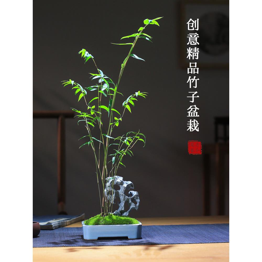 红竹米竹室内桌面竹子盆栽茶室雅石创意盆景红观音竹庭院小竹子