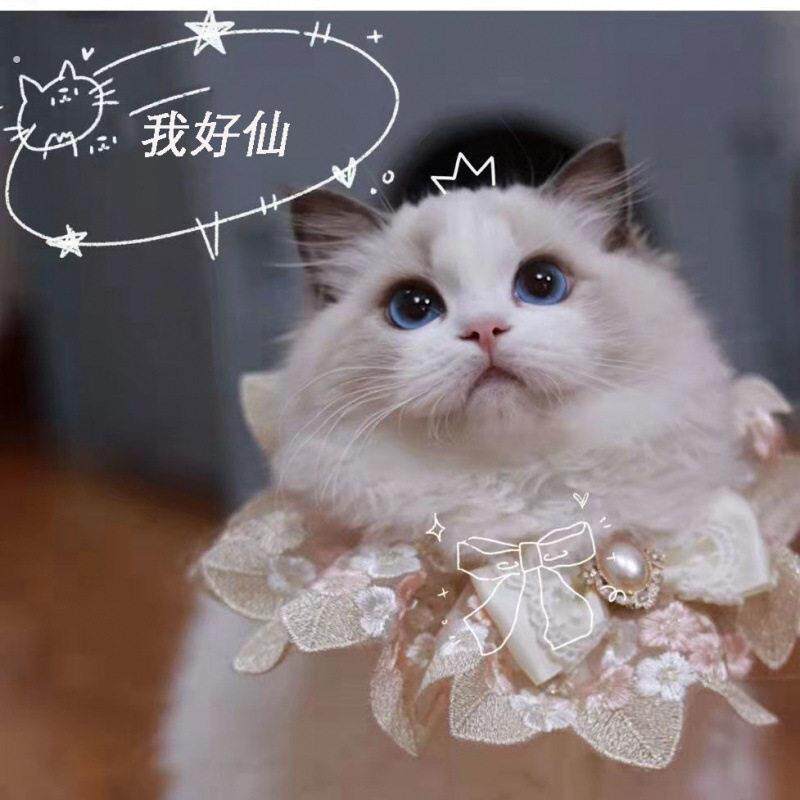 猫咪围脖项圈装饰狗狗围巾宠物围兜口水巾蝴蝶结猫脖子饰品项链用