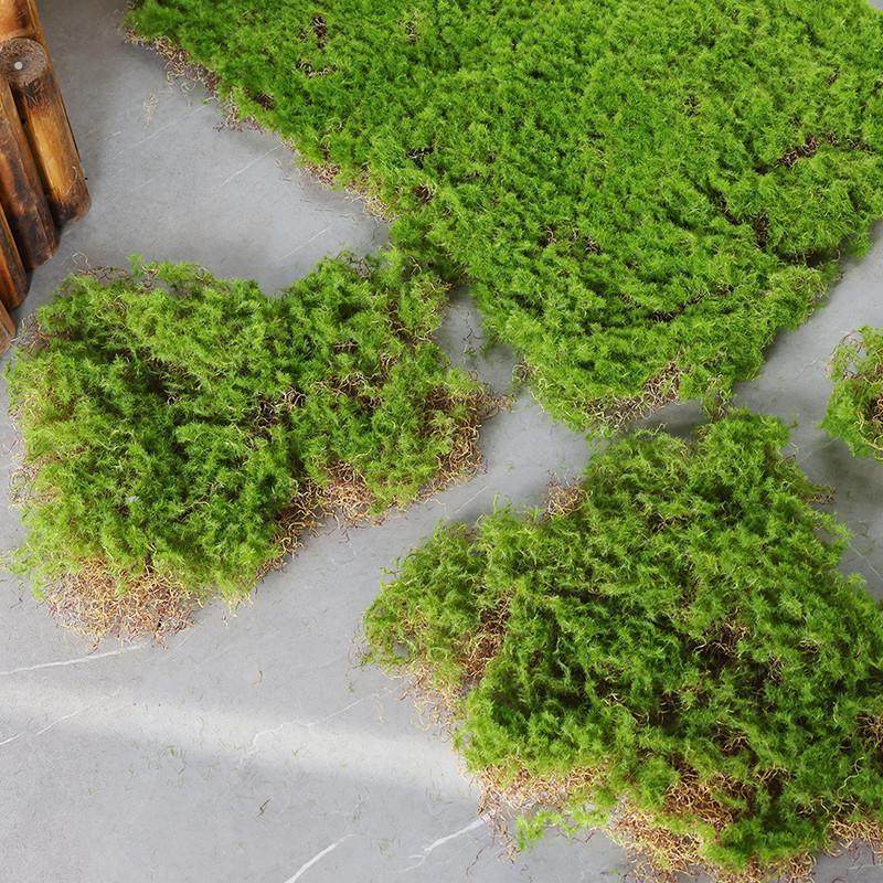 疯草病,鲜花速递/花卉仿真/绿植园艺,仿真绿植,淘宝优惠券,粉丝福利购,淘宝优惠卷