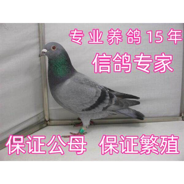 信鸽活体正宗赛鸽子活一对公母公棚原配种鸽纯血成绩鸽观赏鸽包邮