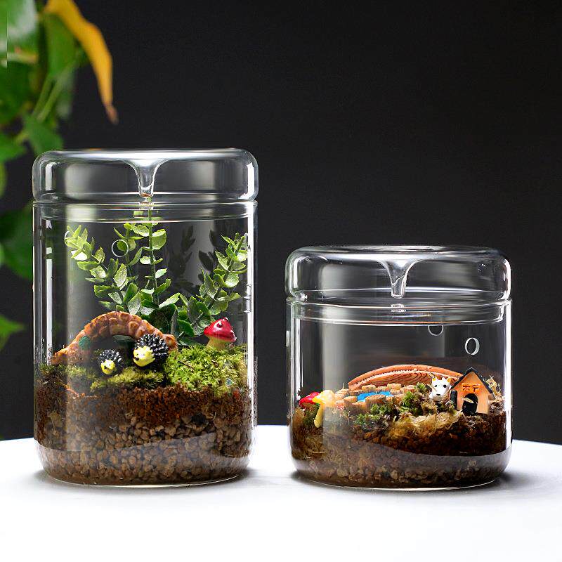 露集杯微景观玻璃罩生态苔藓植物桌面迷你摆件盆栽瓶自由发挥想像