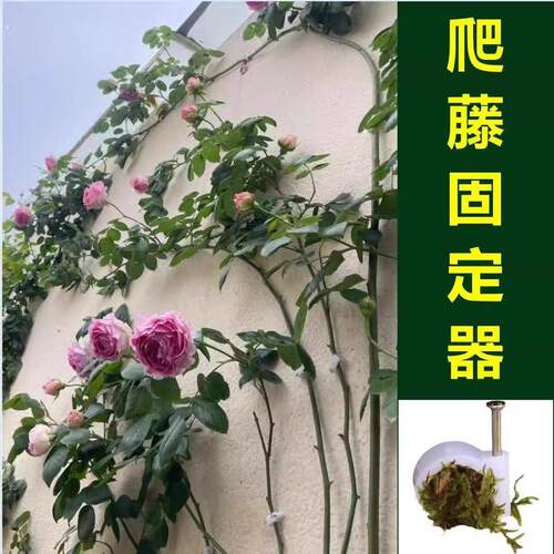 户外蔷薇固定藤本月季植物枝条挂墙面贴藤蔓园艺攀爬墙钉牵引卡扣