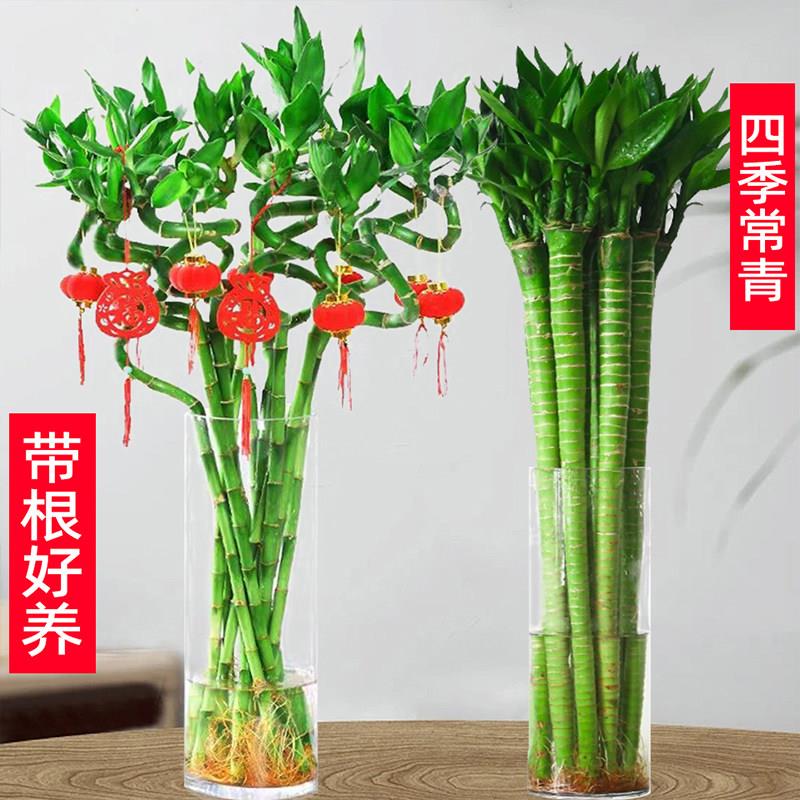 正宗富贵竹发财竹水培植物室内盆栽花卉转运竹节节高招财净化空气