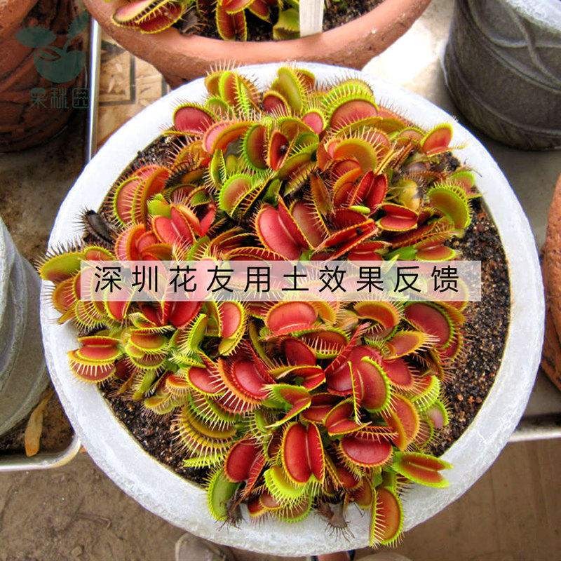捕蝇草专用土盆栽食虫食人花培植土植物菜驱蚊有机土捕虫草营养土