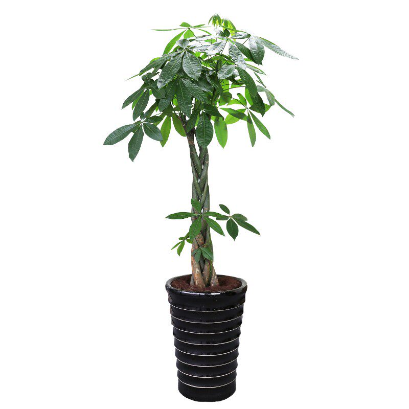 芳心草辫子发财树盆栽大 绿植招钱树室内大型植物办公室开业送礼
