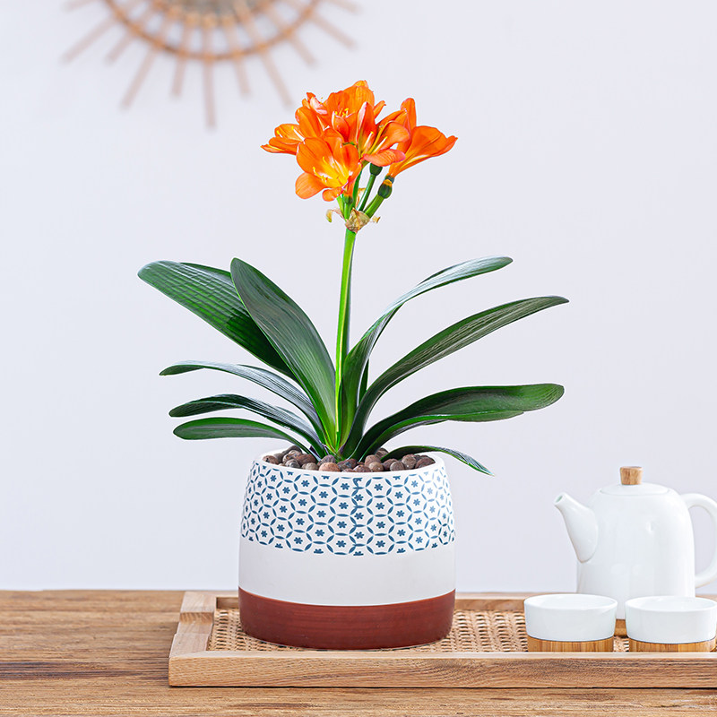 君子兰盆栽室内客厅好养高档绿植花卉四季常青开花植物大苗年宵花