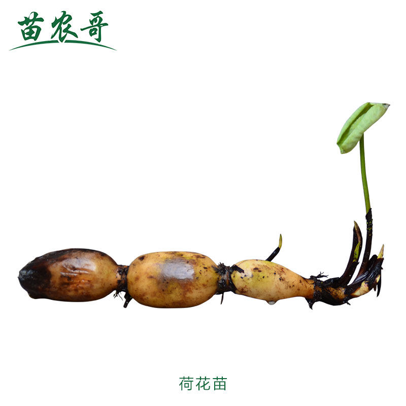 【一件/5棵荷花】庭院水池绿化荷花水生植物 河道荷花净化水质