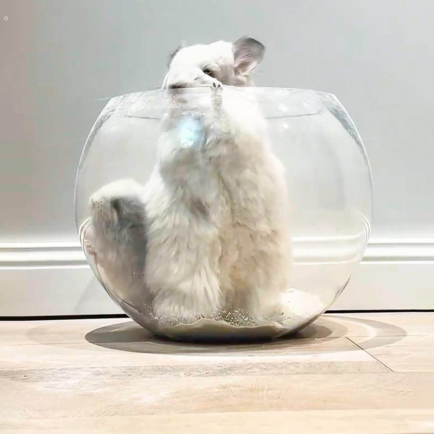 龙猫浴室小宠洗澡防飞溅浴沙房洗澡盆大号浴砂盆仓鼠荷兰猪专用