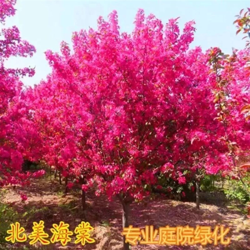 西府海棠庭院四季海棠高杆海棠树苗垂丝海棠花耐寒植物北美海棠花